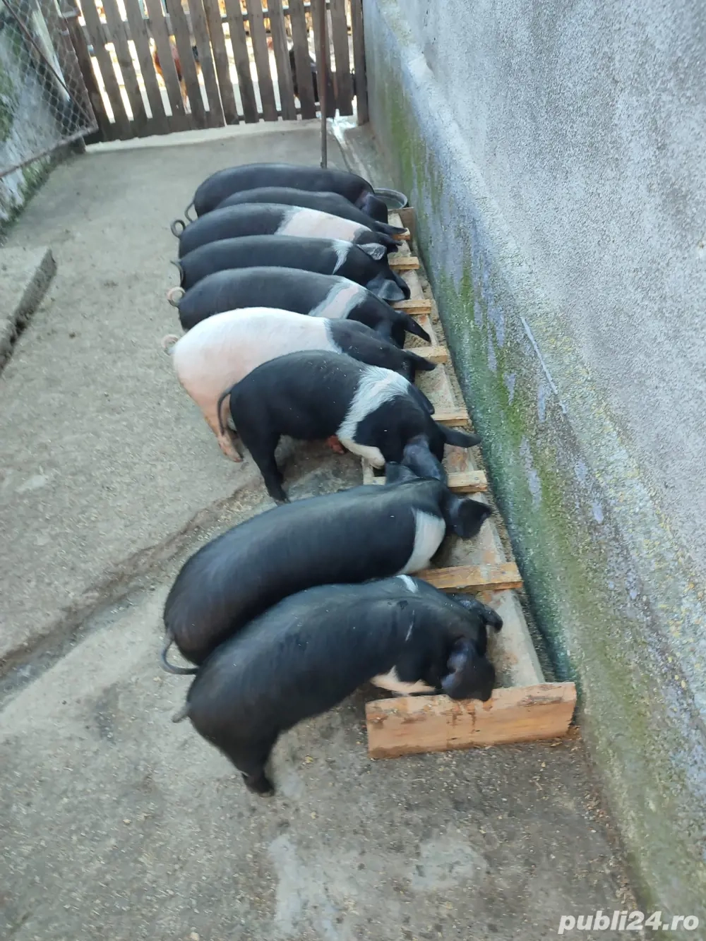 Vand purcei Bazna 6 saptamani  Vand purcei Bazna 6 saptamani