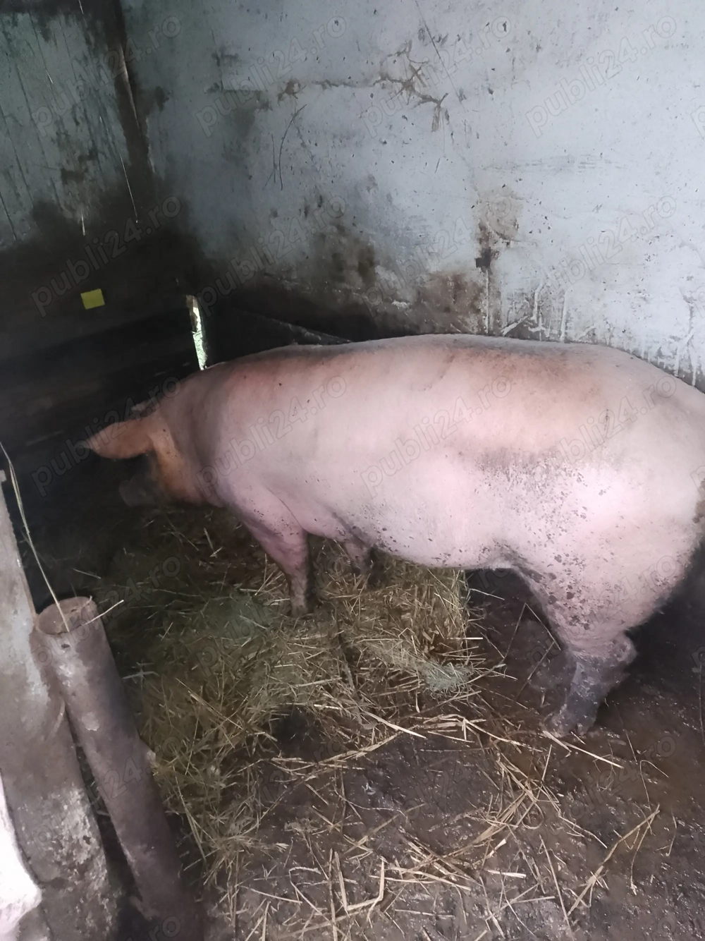 Vând scroafa landras