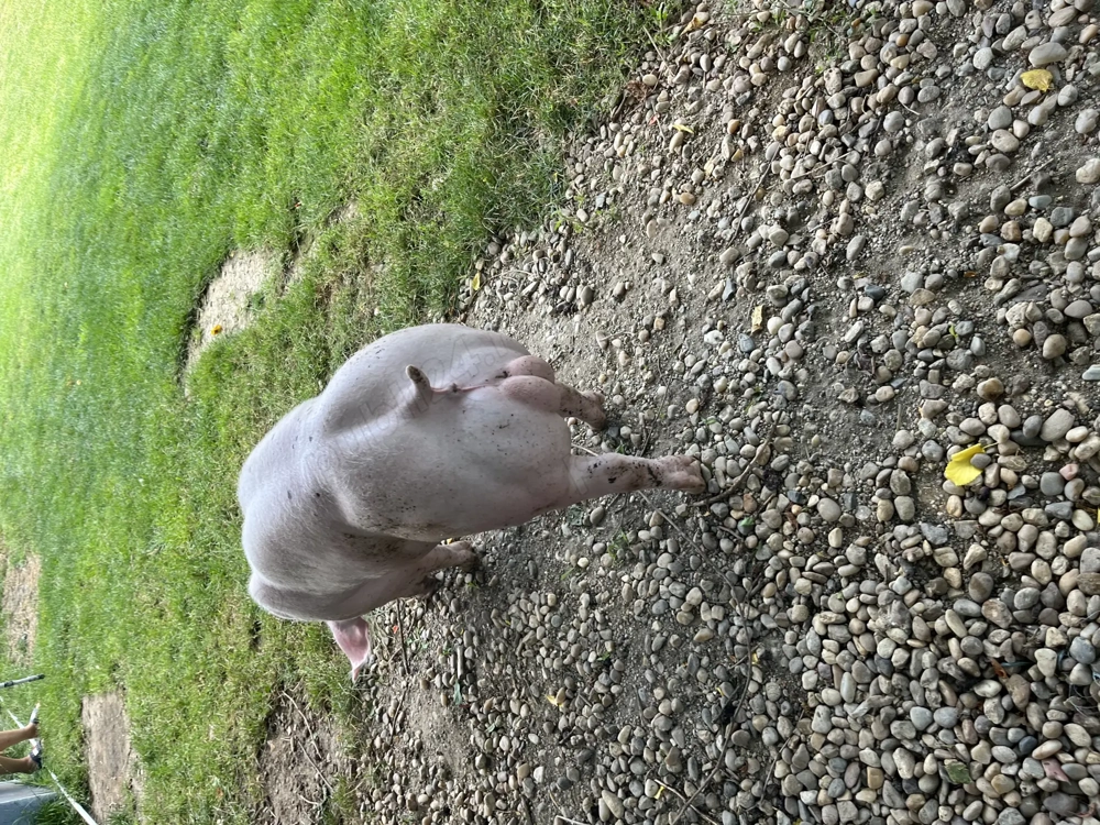 Pietrain belgian Pietrain belgian