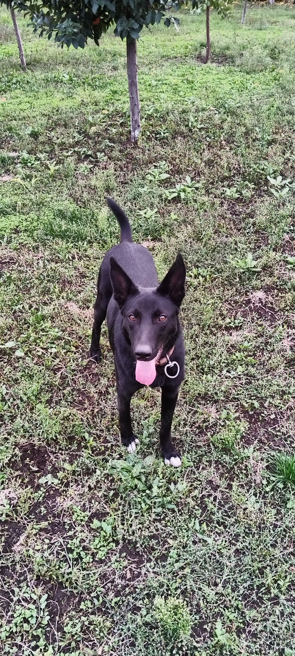 Cățelușa pentru adoptie