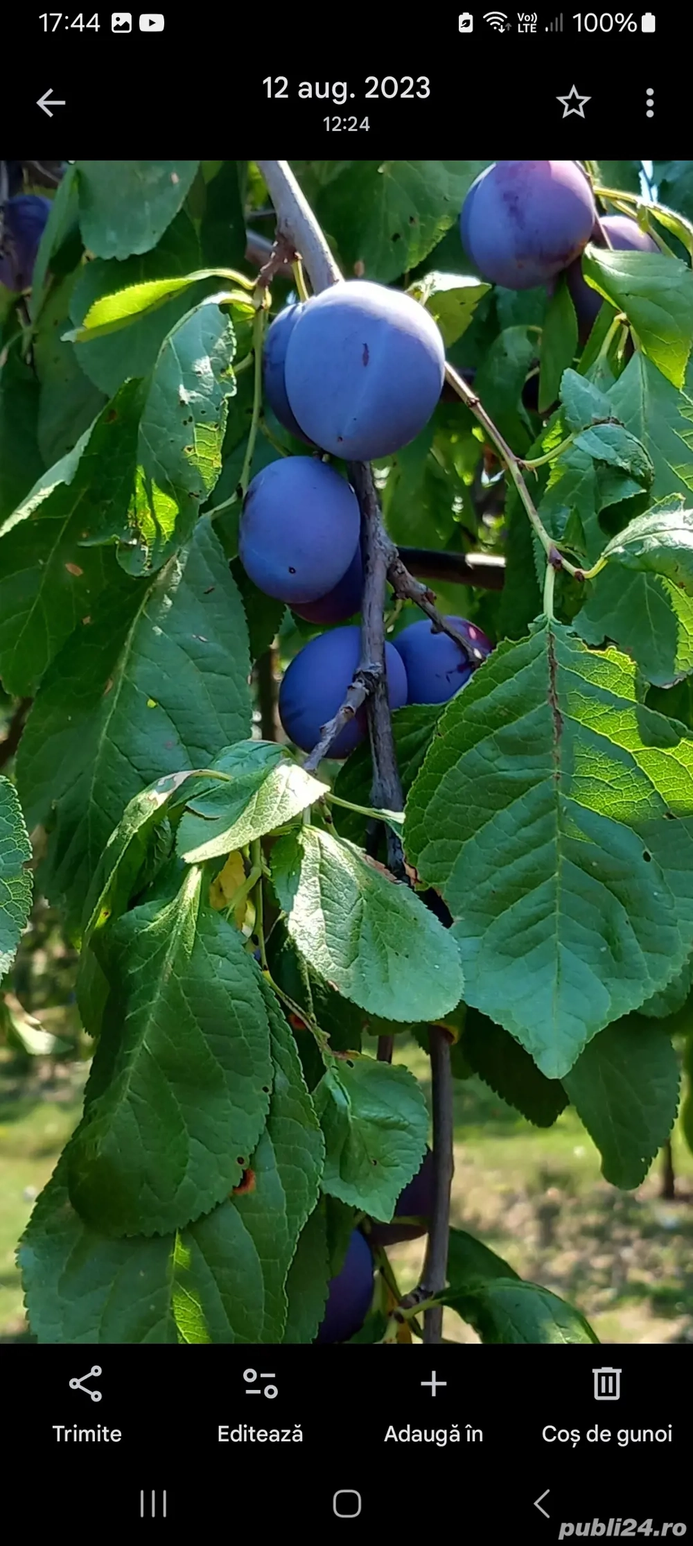 Țuică de prune 