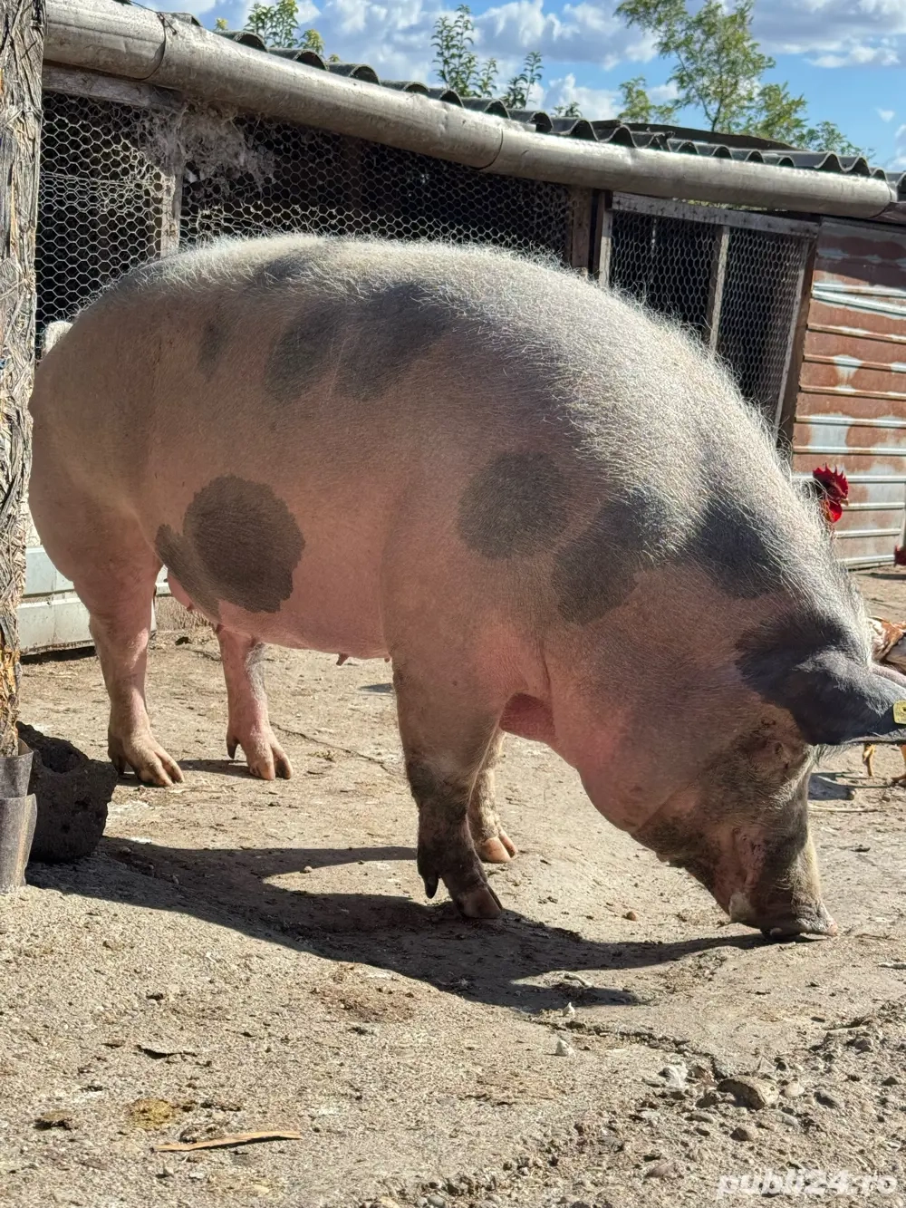 Porc de vanzare Porc de vanzare