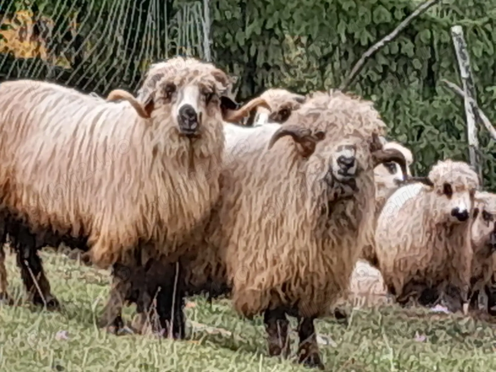 Berbeci de vânzare  Berbeci de vânzare