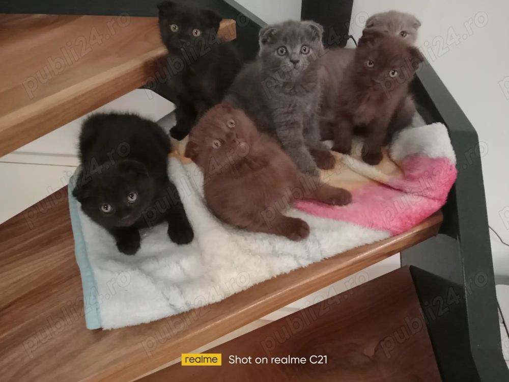 Pisoiași Scotish Fold