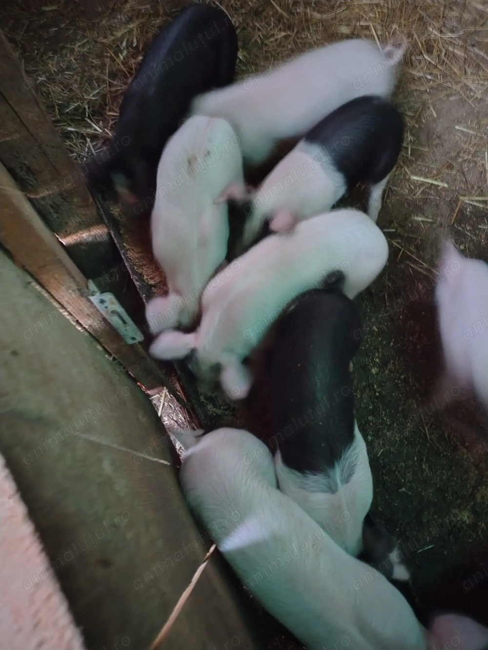 Vând Purcei de 6 săptămâni Pietran cu Basna și scroafa Landras la a treia fătare