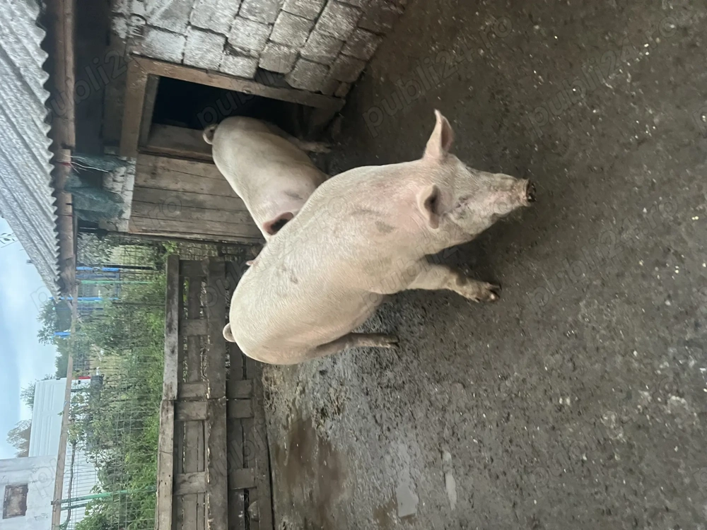 Vând porci marele alb  Vând porci marele alb