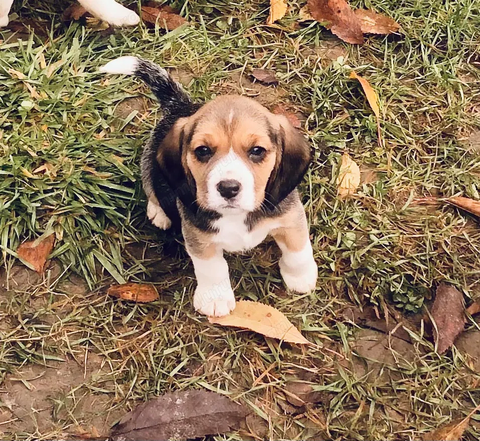 Pui Beagle tricolor, șase săptămâni 