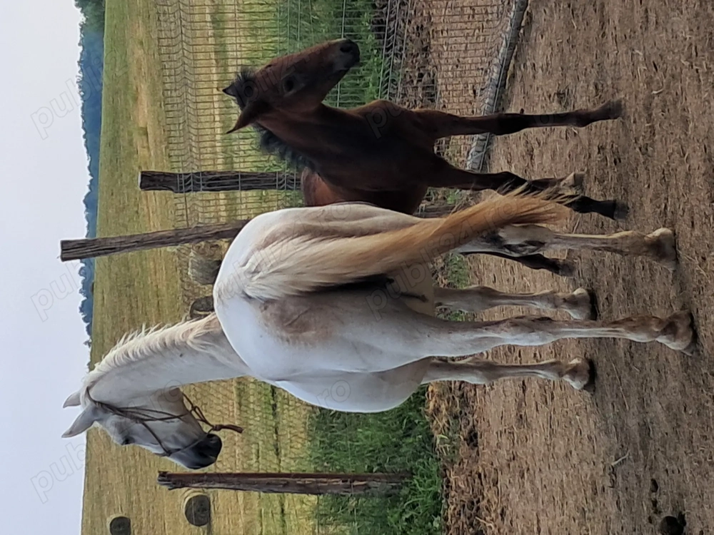 Iapa lipitan disponibila