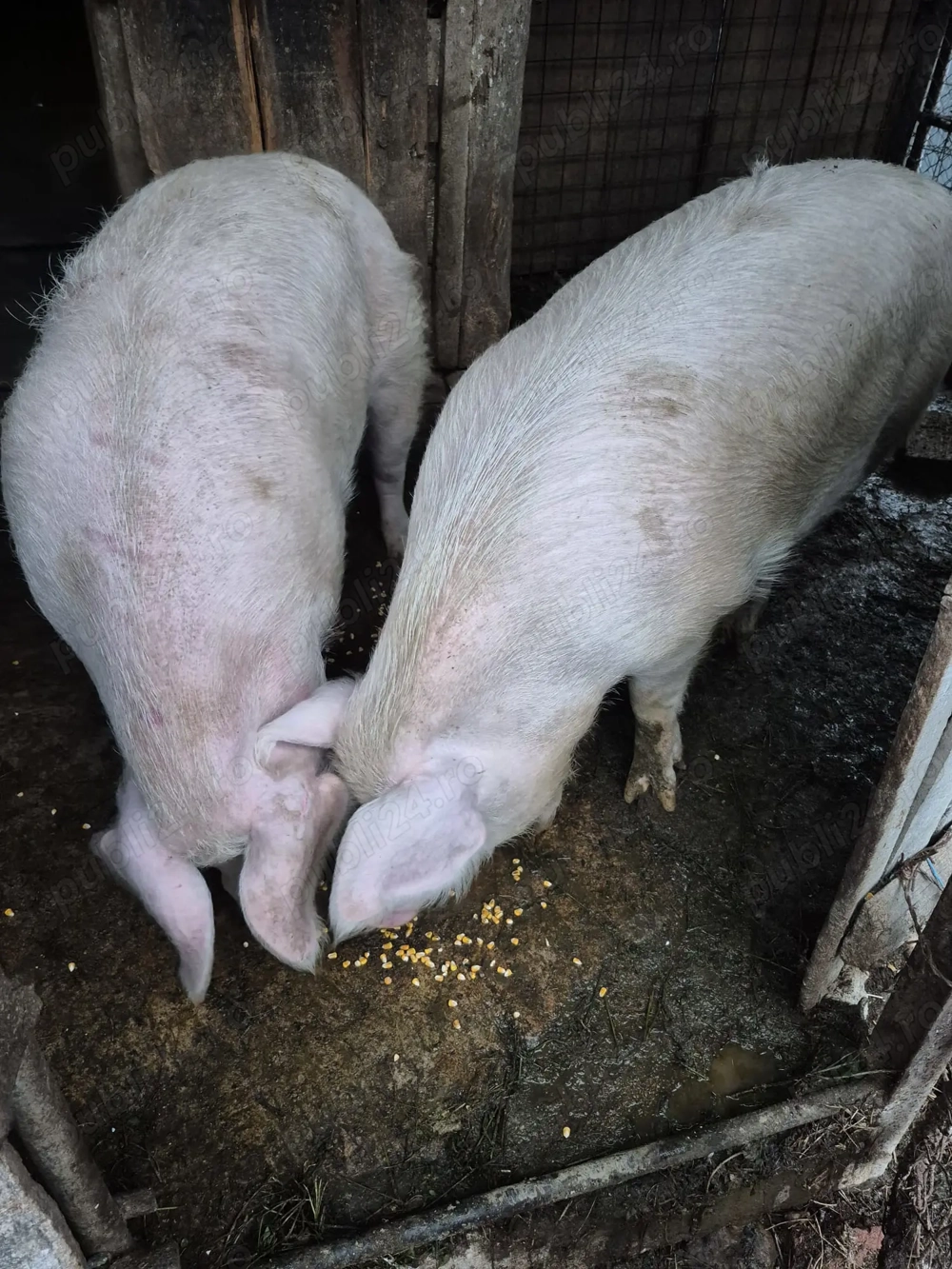 Porci de vânzare! Porci de vânzare!