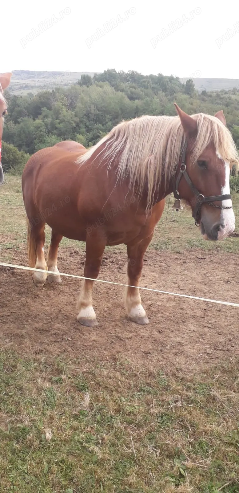 Vand 2 IEPE (una de 6 pe 7 ani gestanta si o manza de 2 ani)