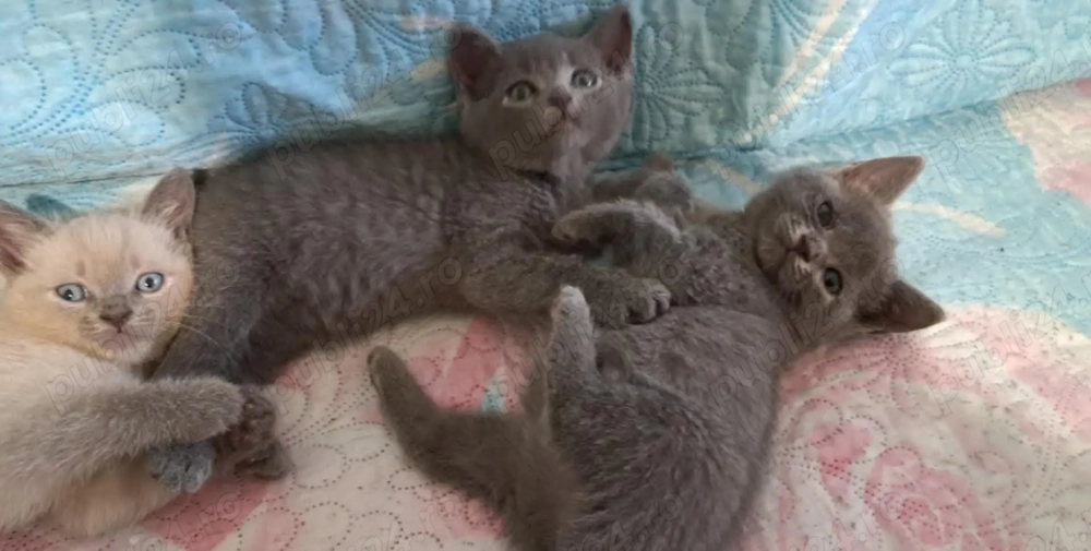 Pisicuțe British shorthair 