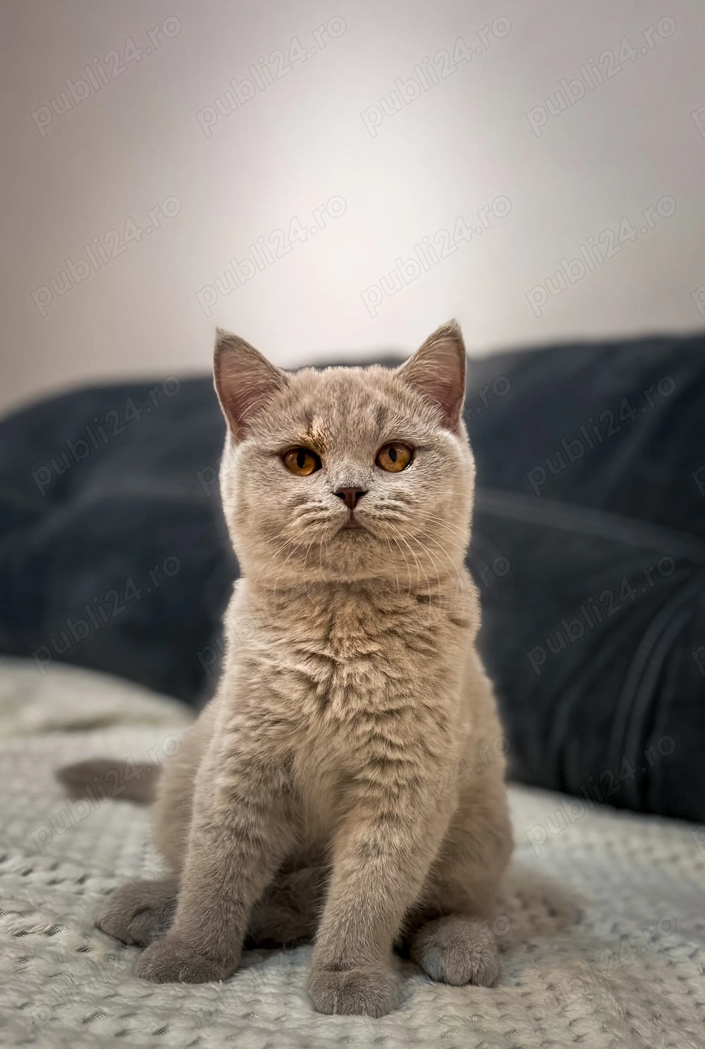 Pisică british shorthair