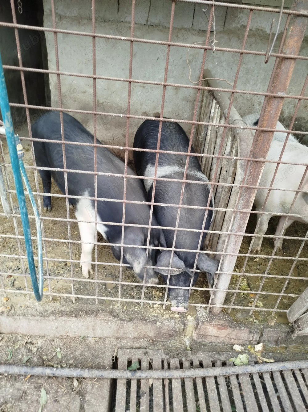 Vând porci de sacrificat pt Craciun