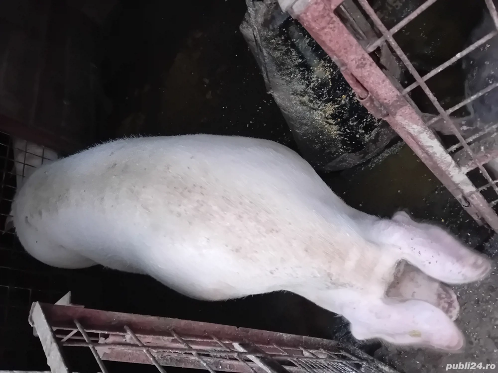 Purcea de carne Purcea de carne