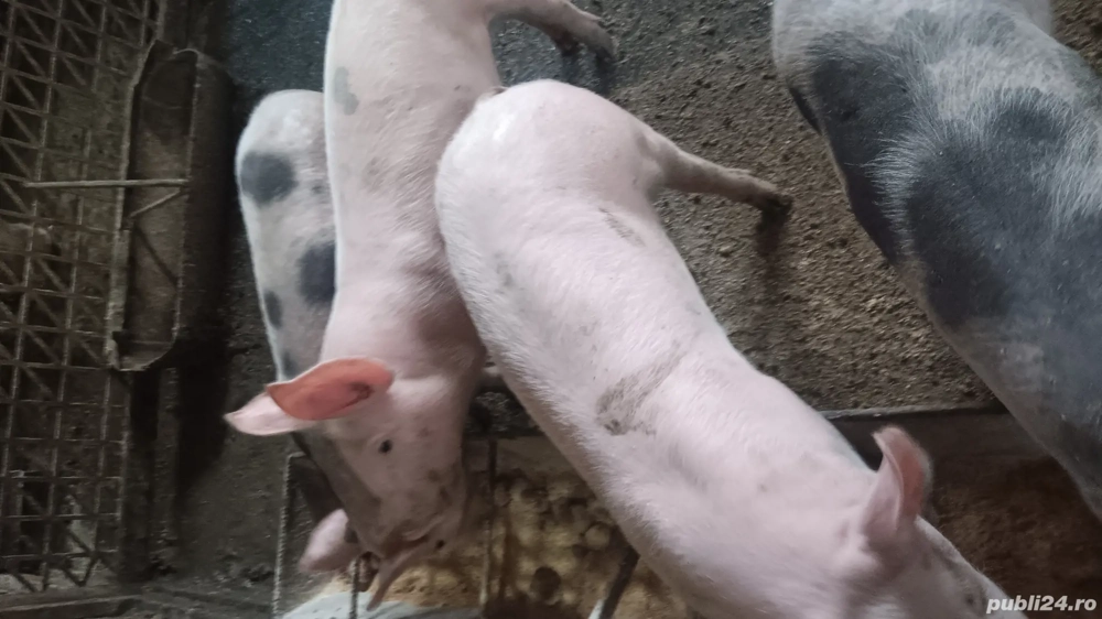 vând purcei vând purcei