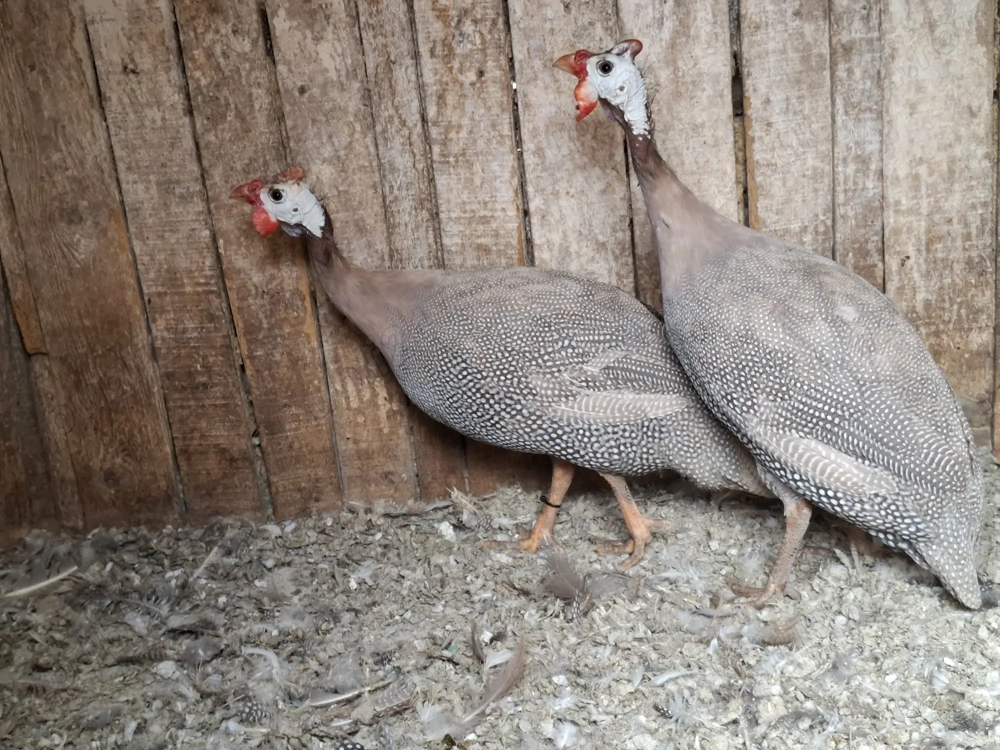 Vand masculi Vand masculi