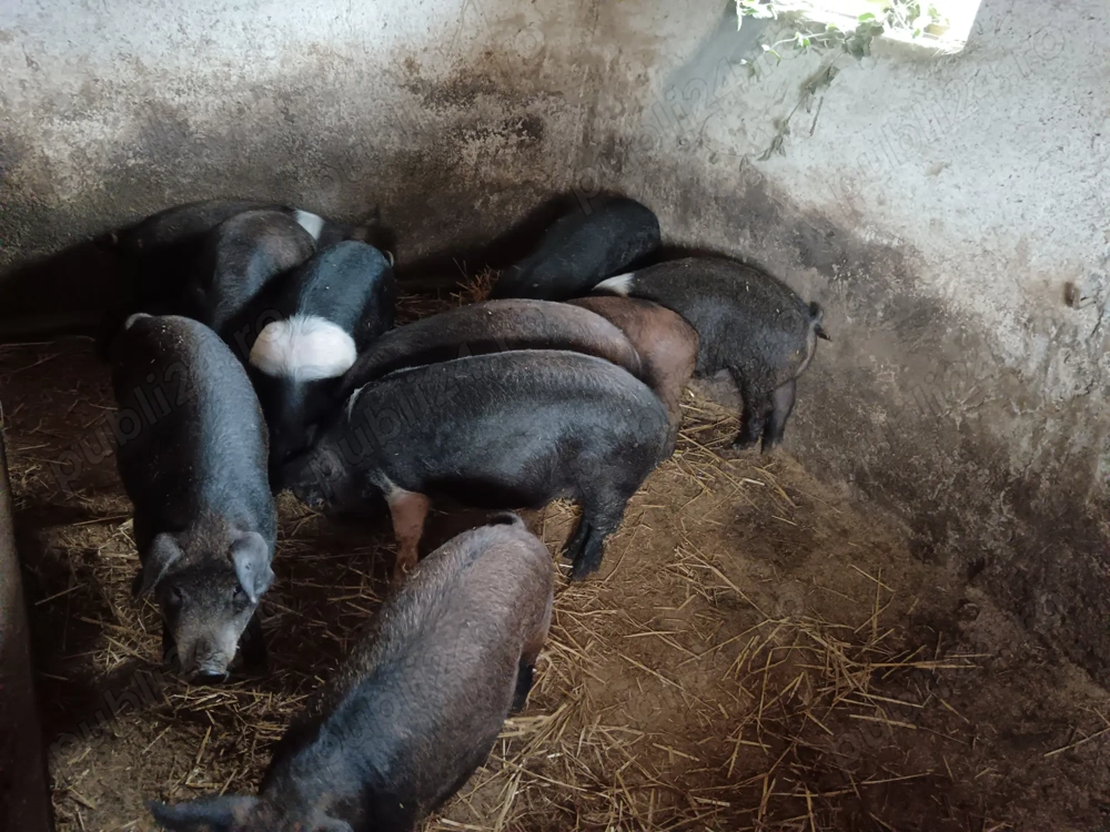 Soladni bazna cu mangaliata Soladni bazna cu mangaliata