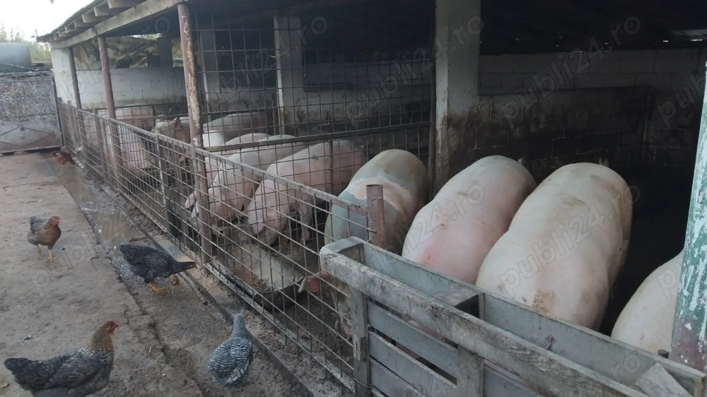 Vand porci pentru craciun Vand porci pentru craciun