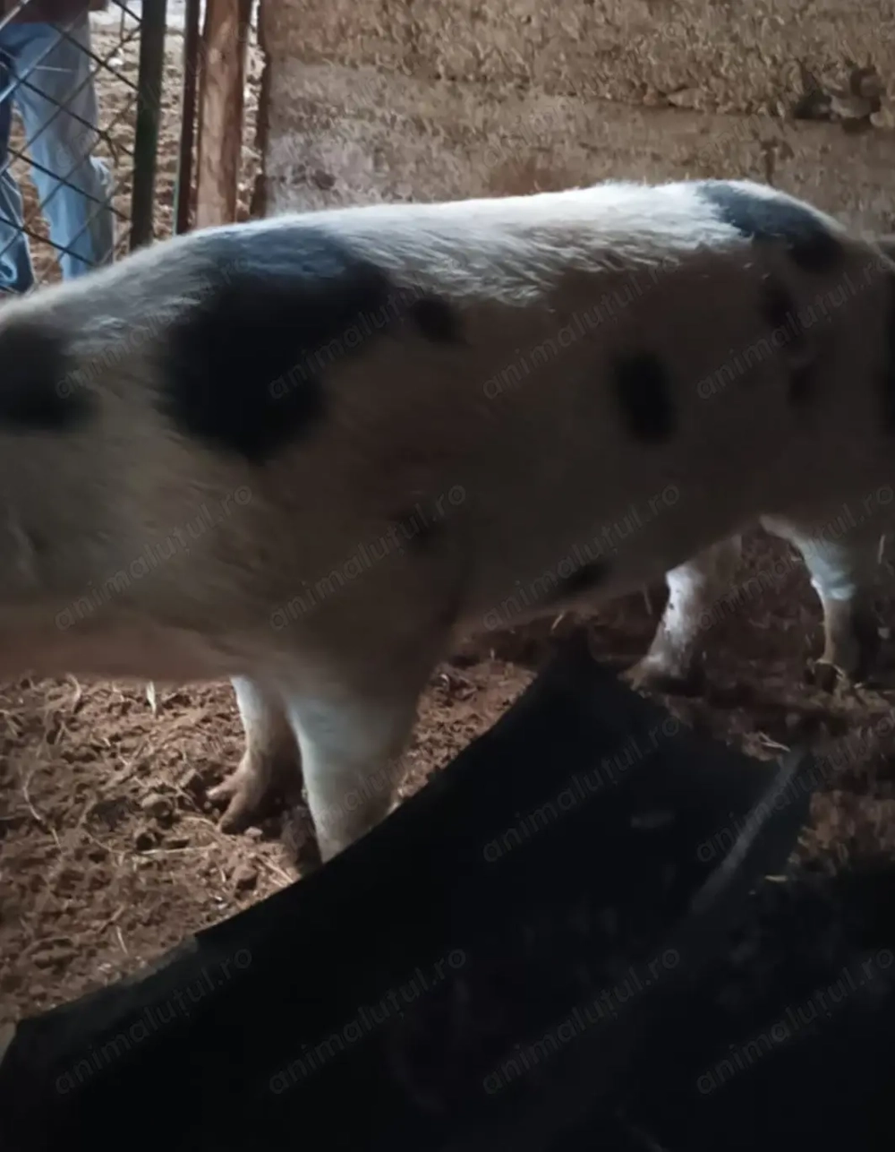 Vand Porc - Moraresti Arges Vand Porc - Moraresti Arges