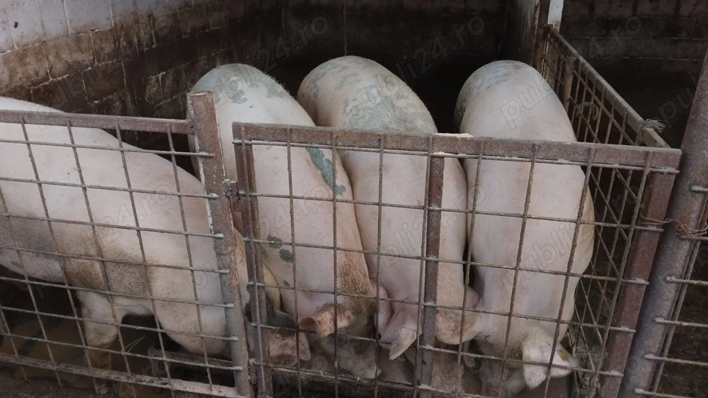 Vand porci pentru craciun