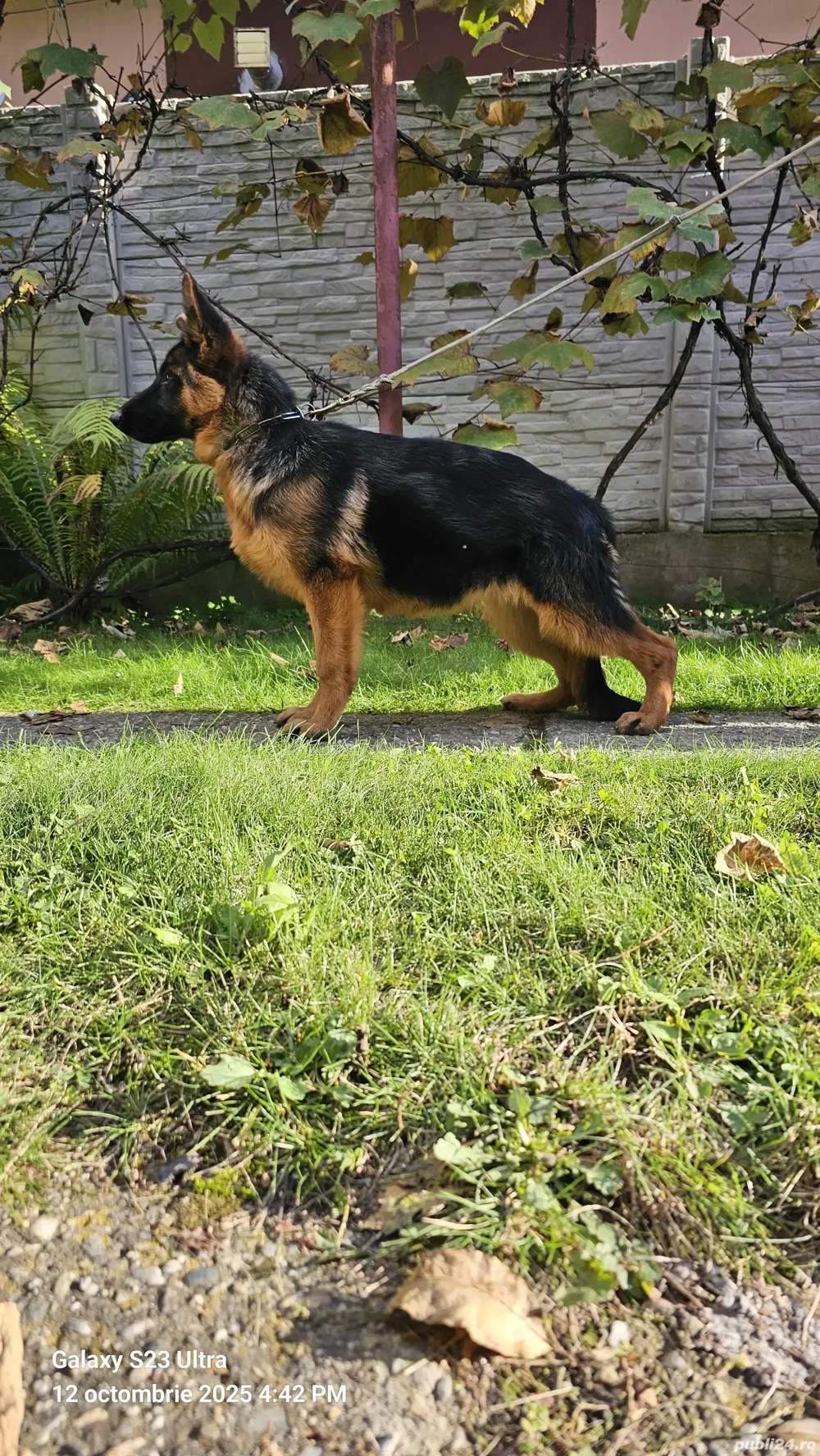 Pui ciobanesc german Pui ciobanesc german