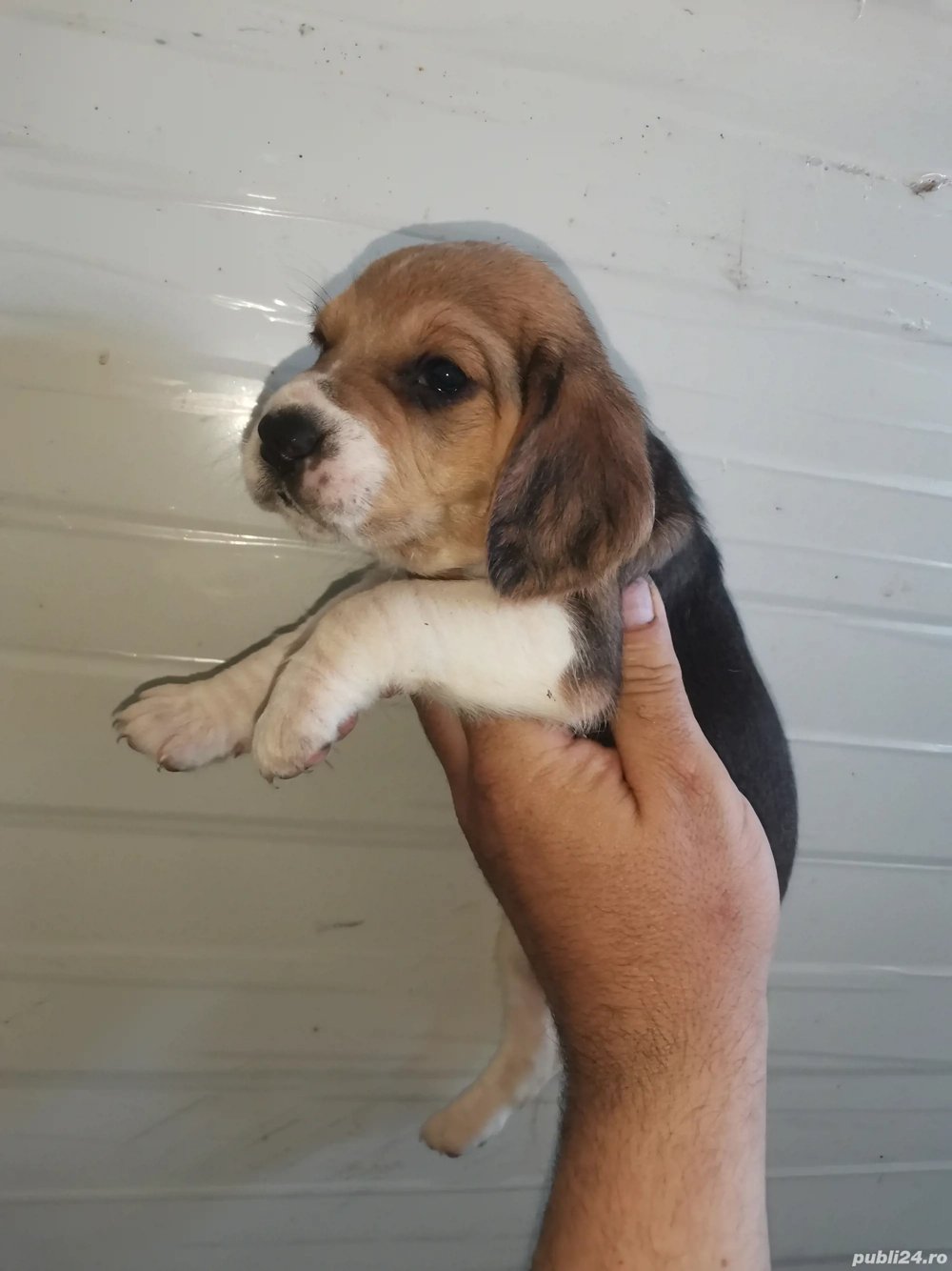 Beagle tricolor 
