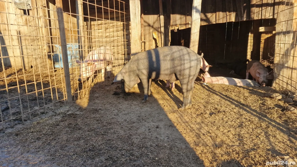 Porci 50- 60 kg, 22 lei kg