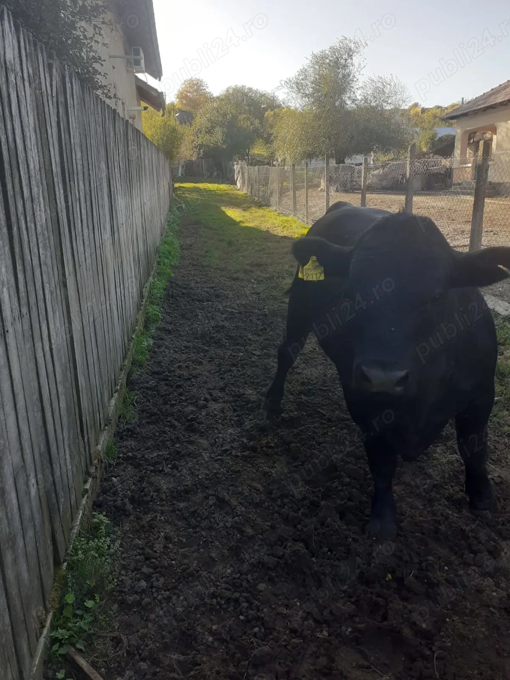 Vand Taur Black Angus Vand Taur Black Angus