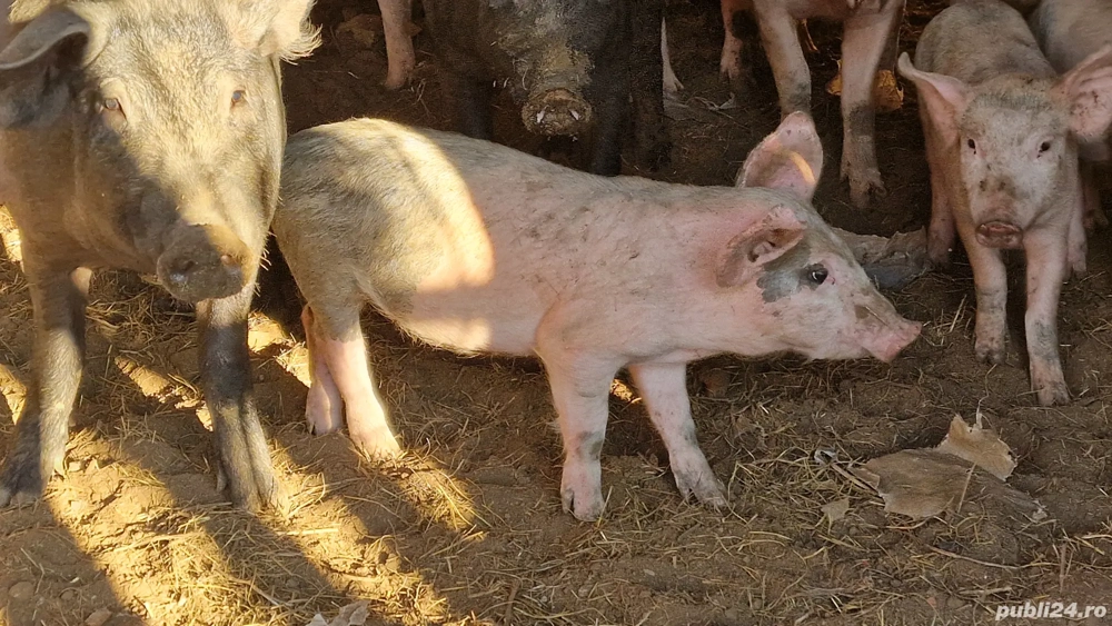 Purcei pentru iarna urmatoare 600 lei