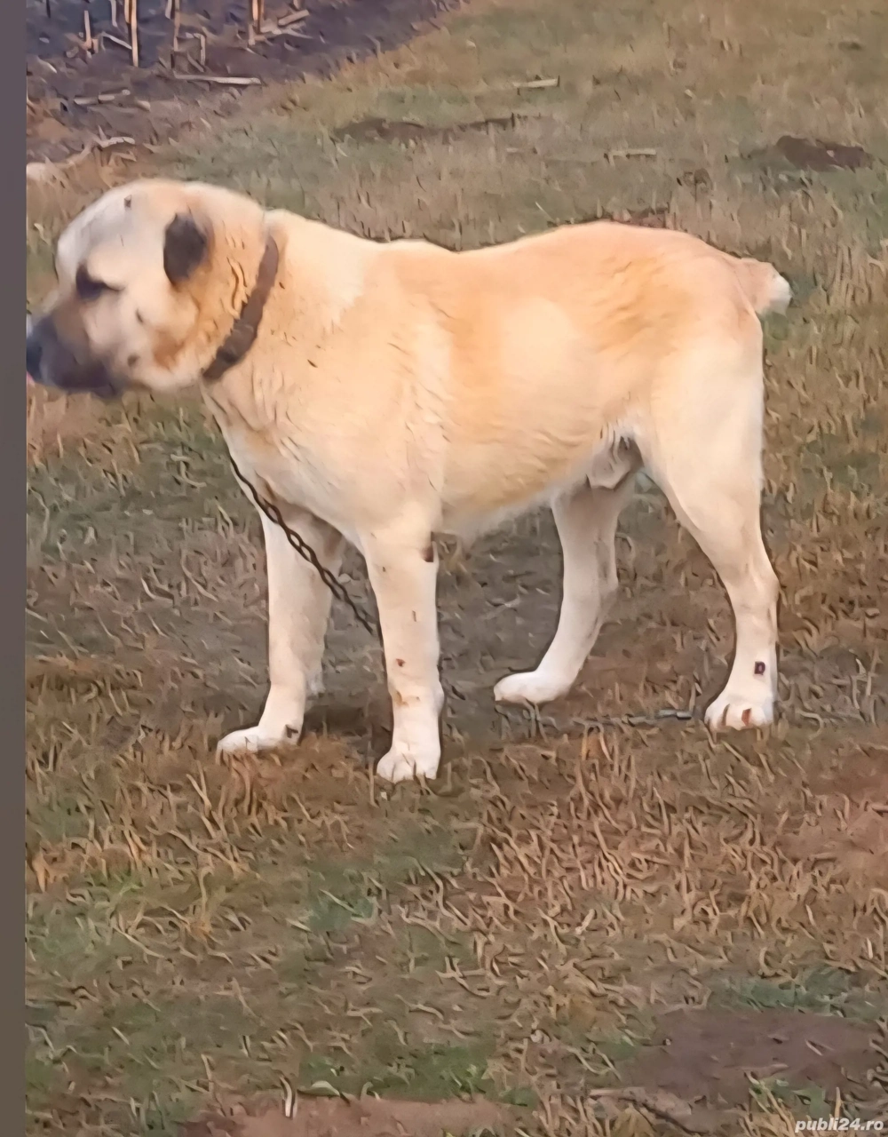 vând câine ciobănesc, asia centrală 