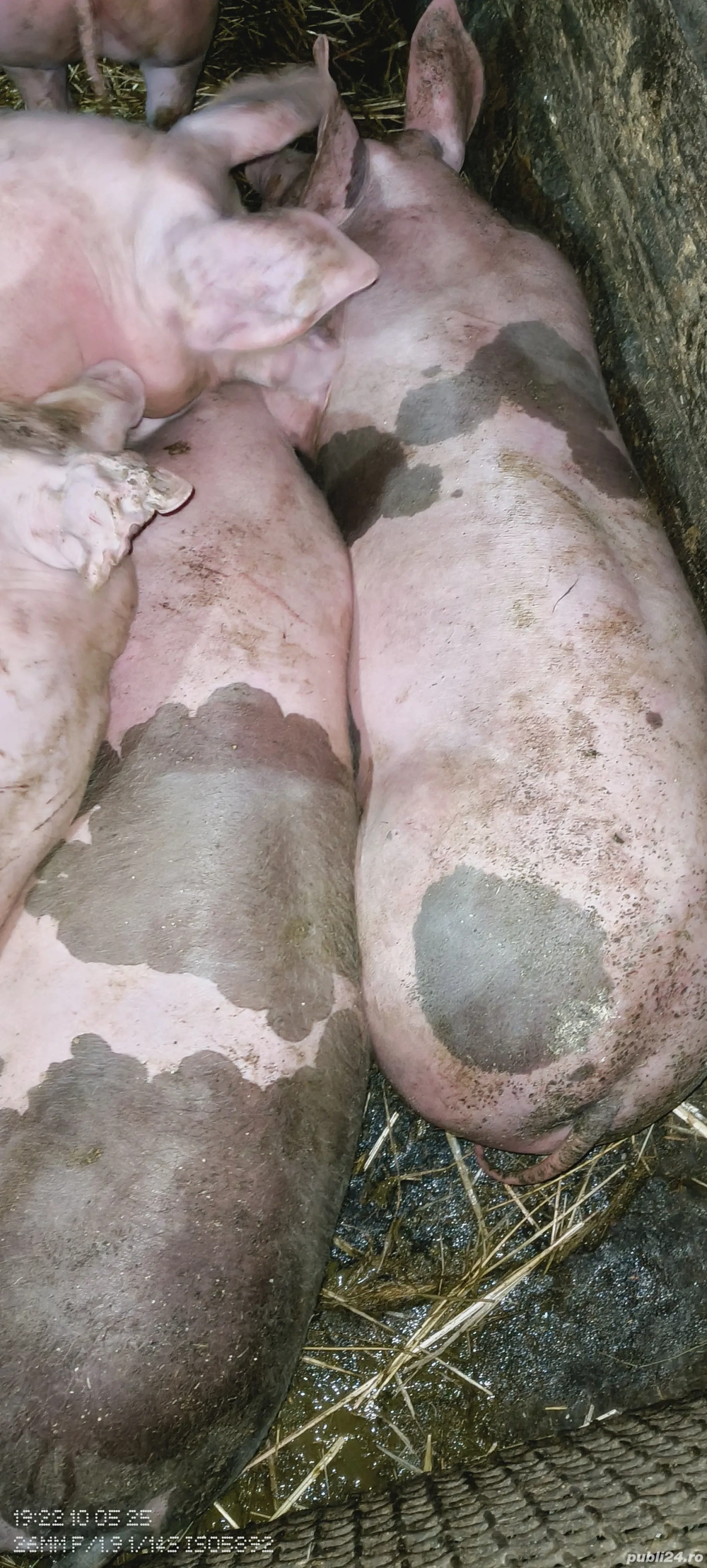 vând porci crescuți natural vând porci crescuți natural