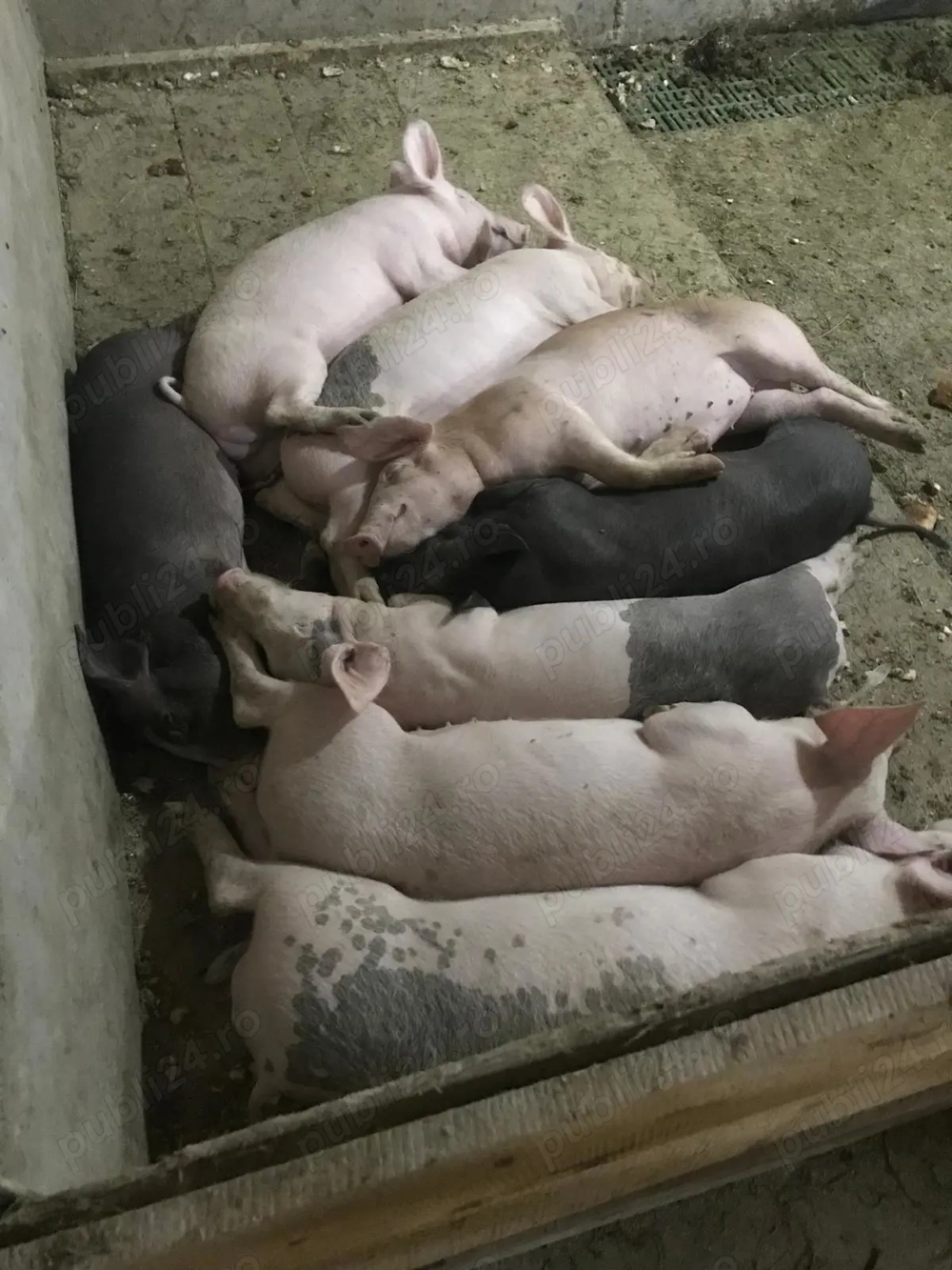 Purcei de vânzare  Purcei de vânzare