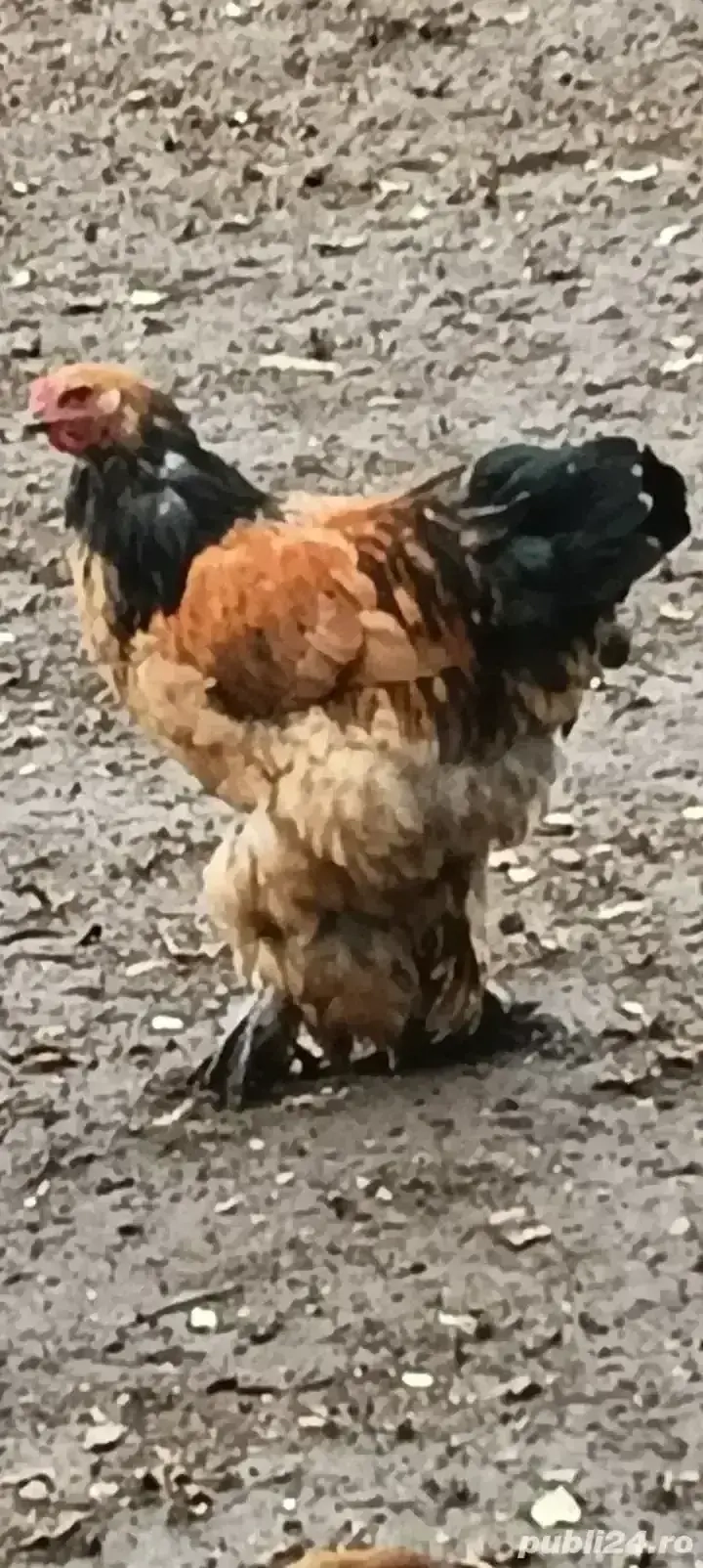 cocoș brahma cocoș brahma