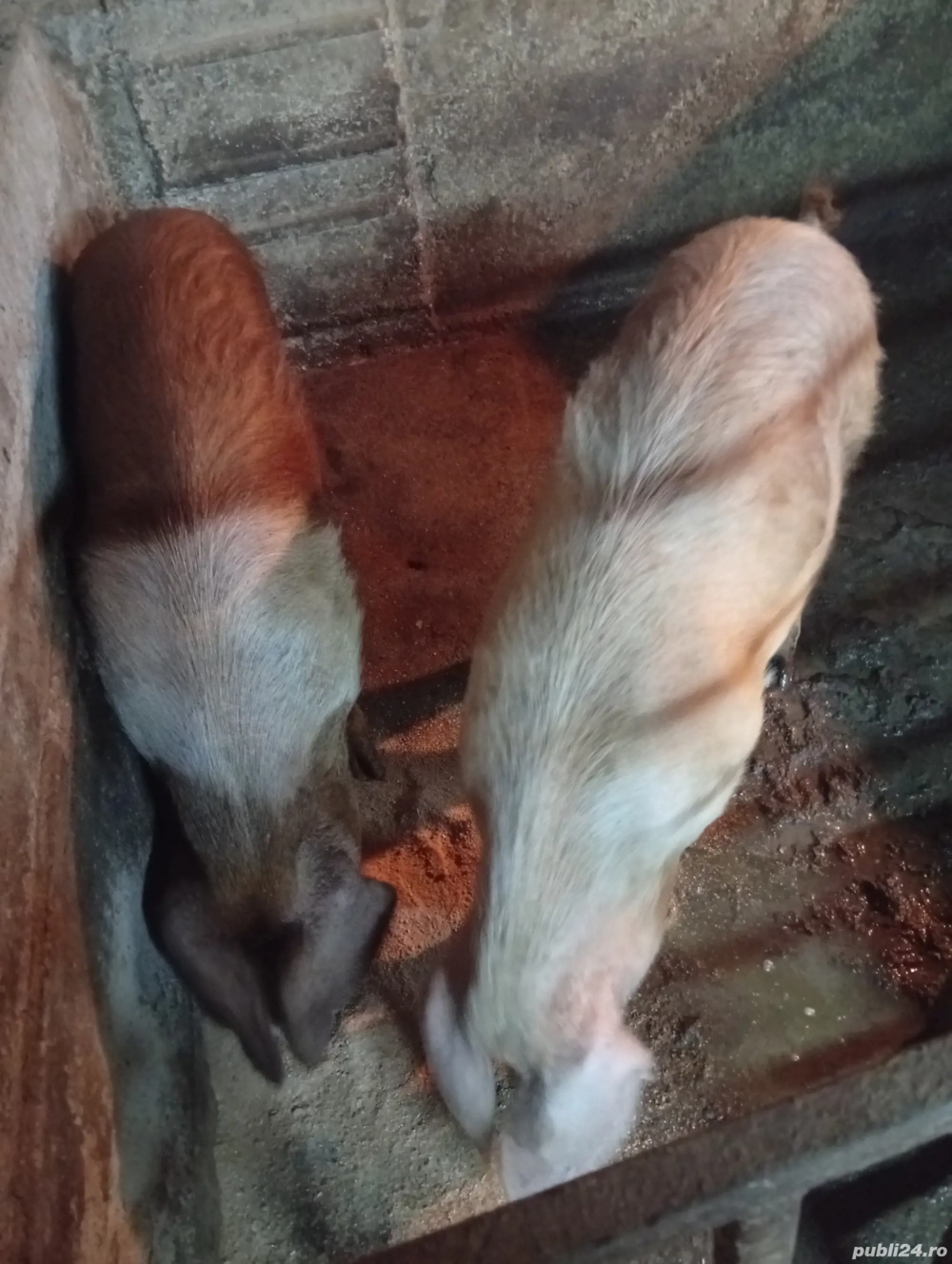 scroafe intre 80,90kg