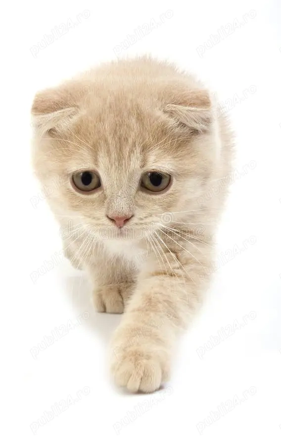 scottish fold capucino cream