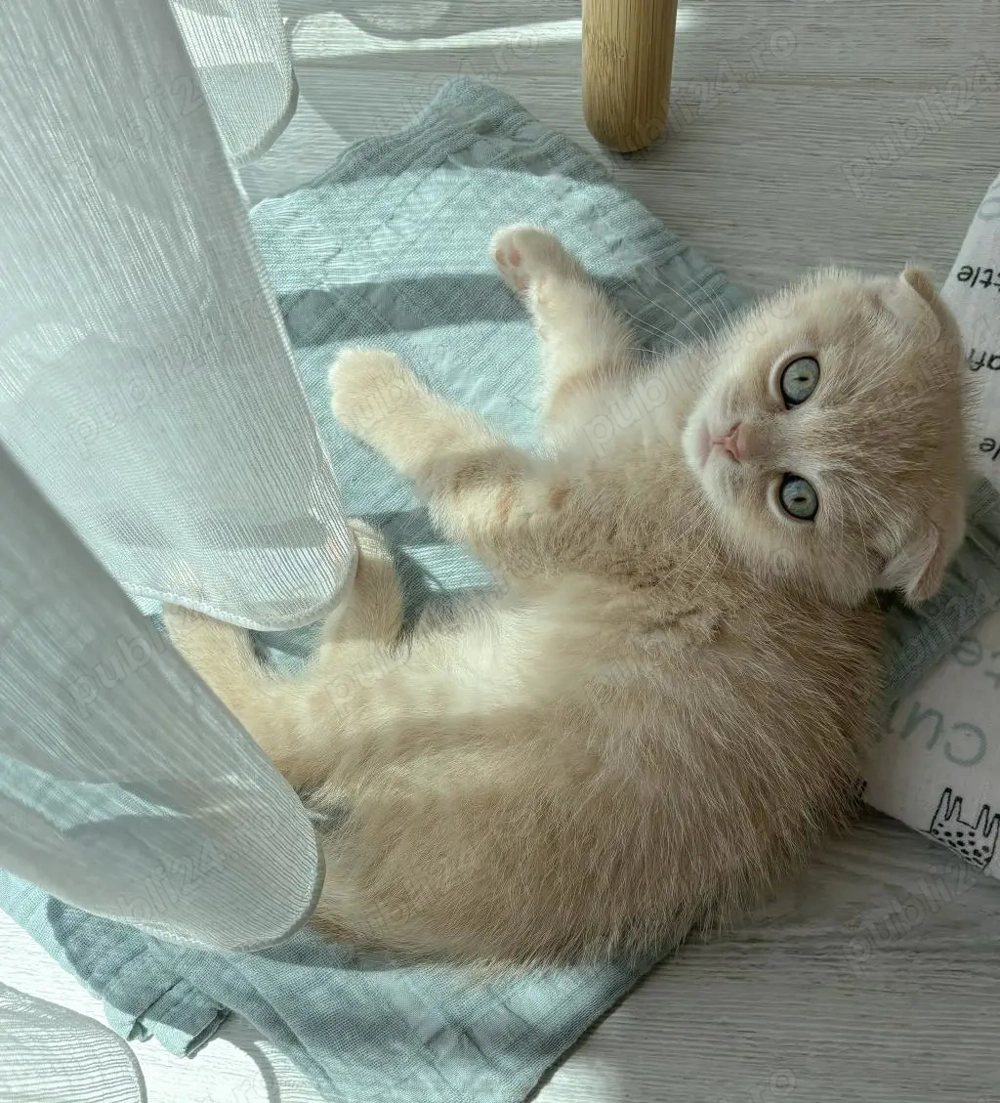 scottish fold capucino cream