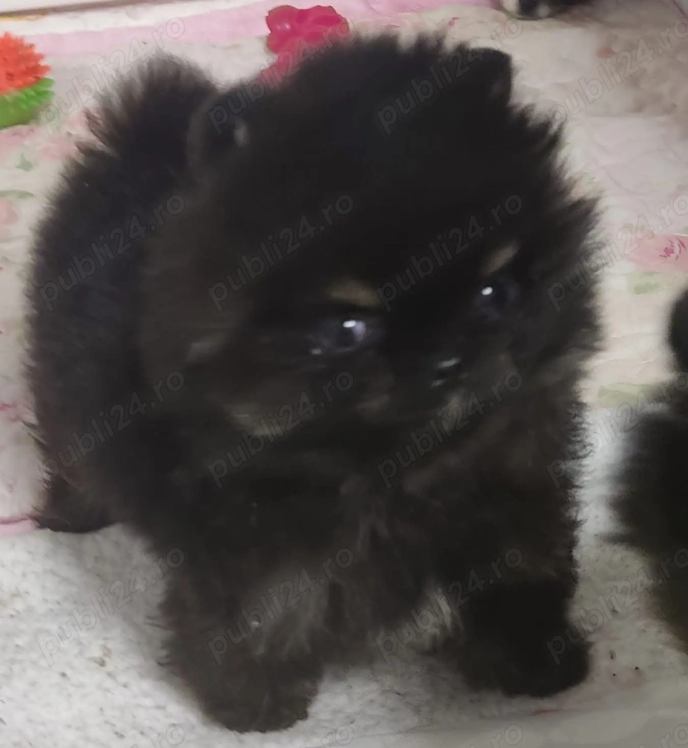 Pomeranian extra mini Pomeranian extra mini