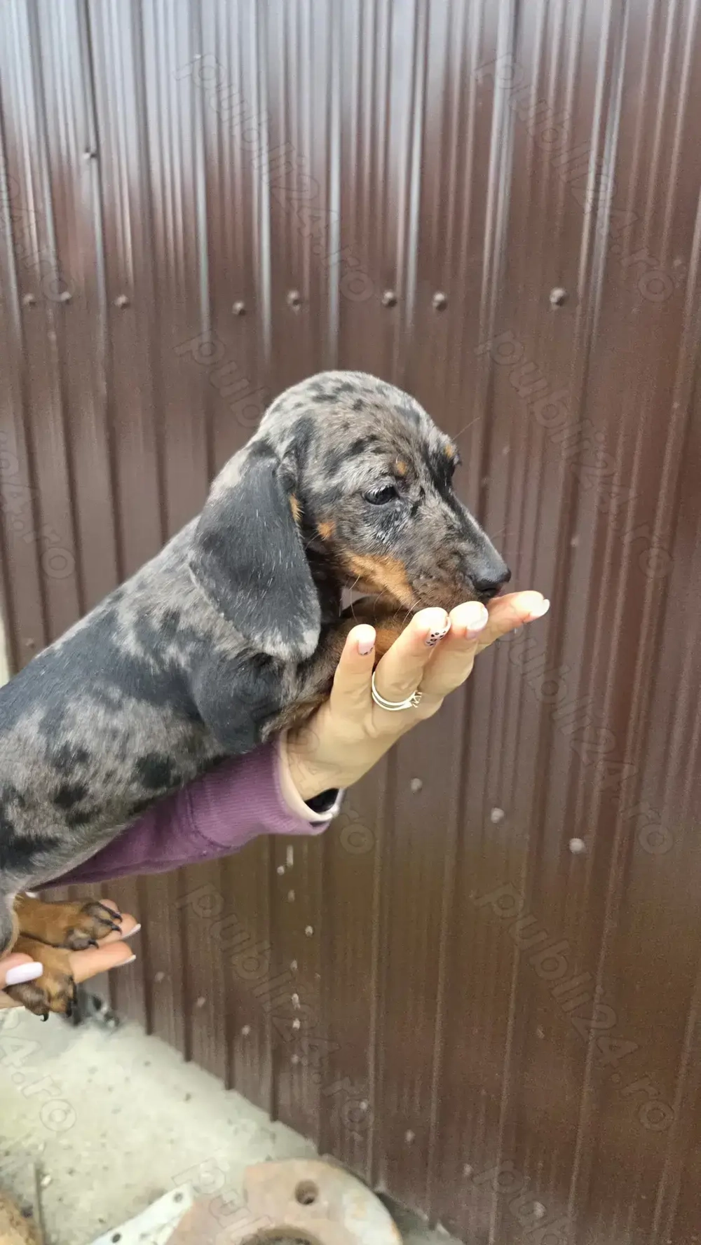 De vânzare cățeluşi dachshund (teckel) - 2 femele De vânzare cățeluşi dachshund (teckel) - 2 femele