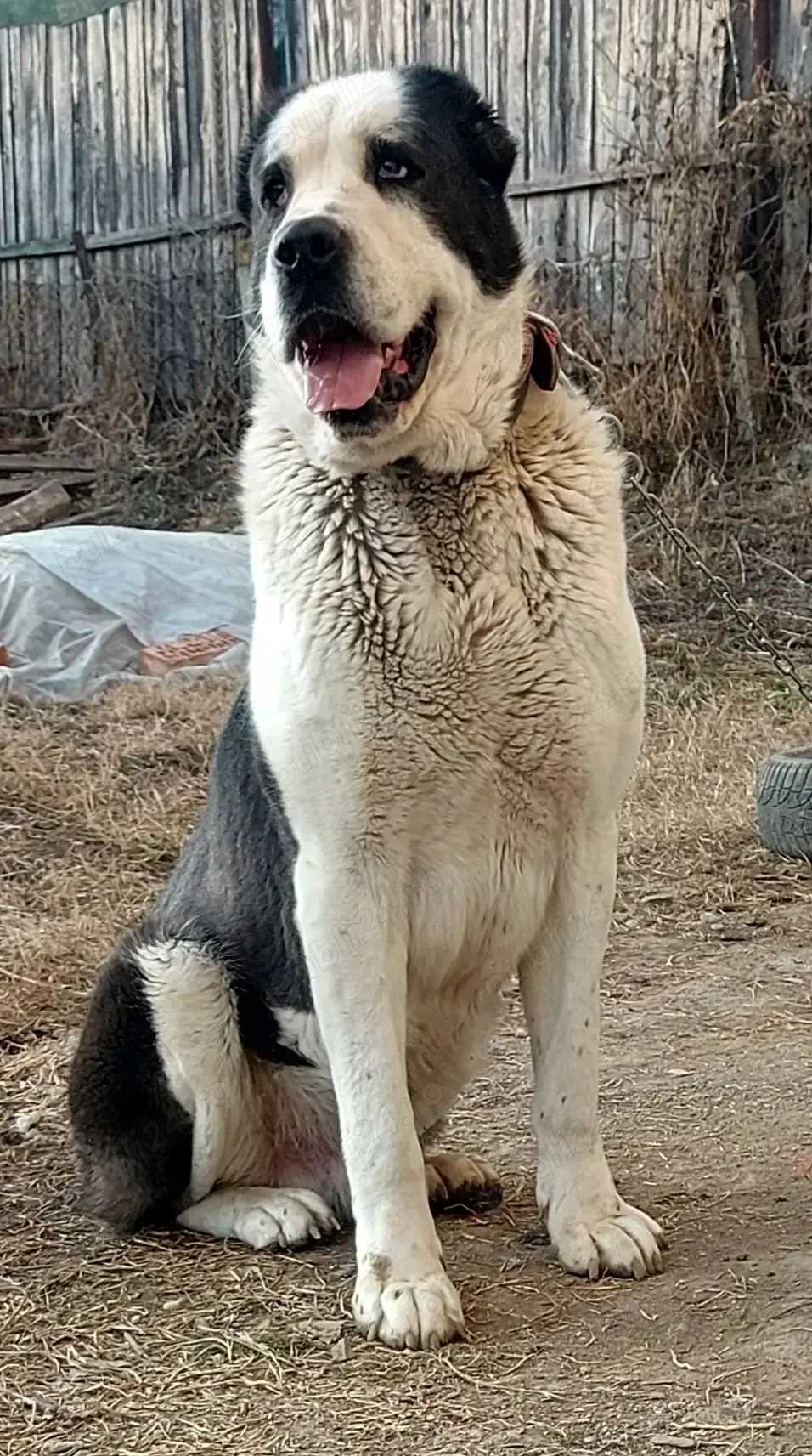 Mascul Ciobanesc Asia Centrala 3 ani