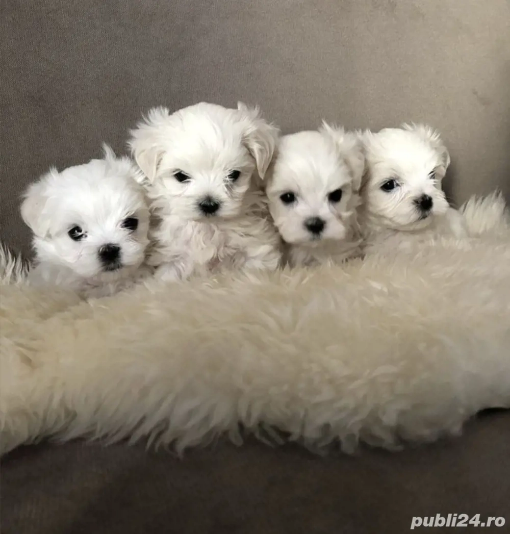 Bichon maltesse toy Bichon maltesse toy