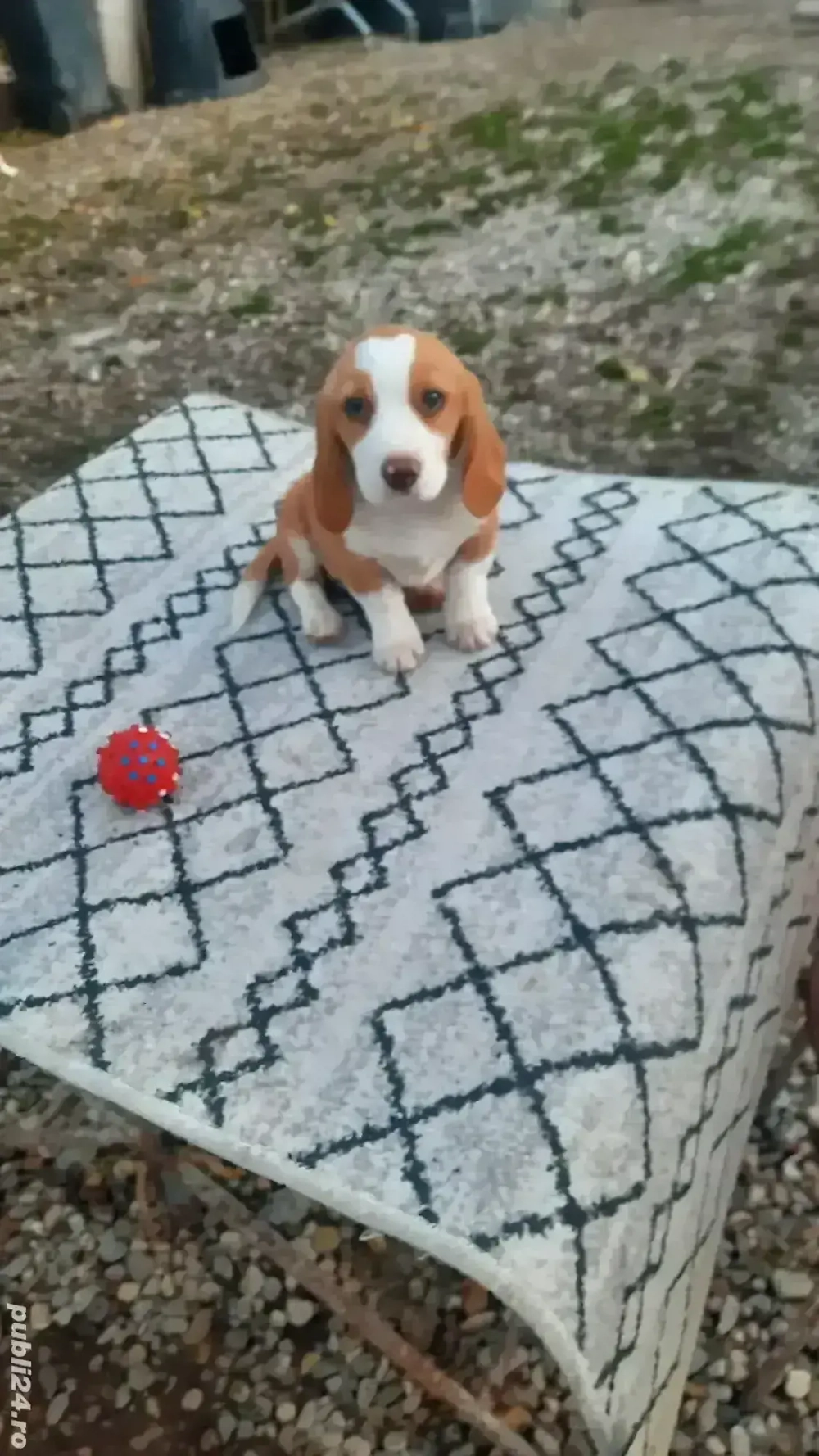 fetita beagle bicolora 