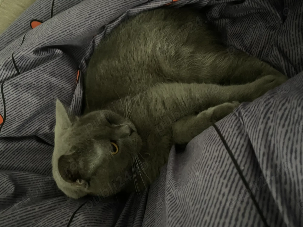 Vând pisică British