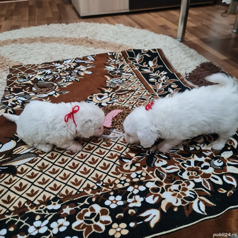 doua femele bichoni maltez 