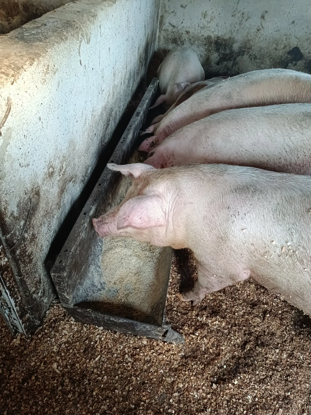 Vând porci greutatea 120 130 150kg Vând porci greutatea 120 130 150kg