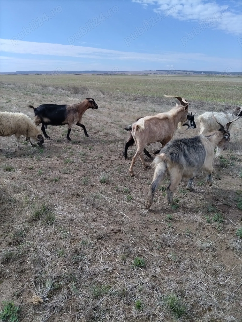 Vând 10 capre și un tap