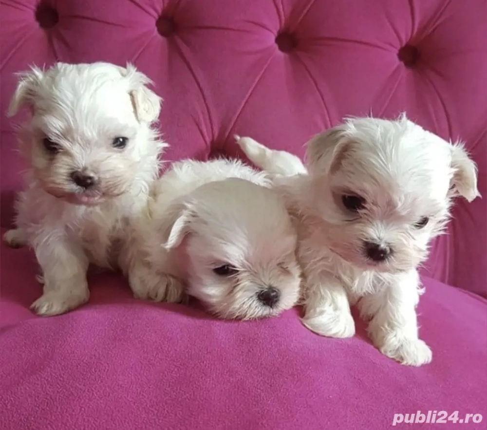 Mini toy! Bichon maltez 