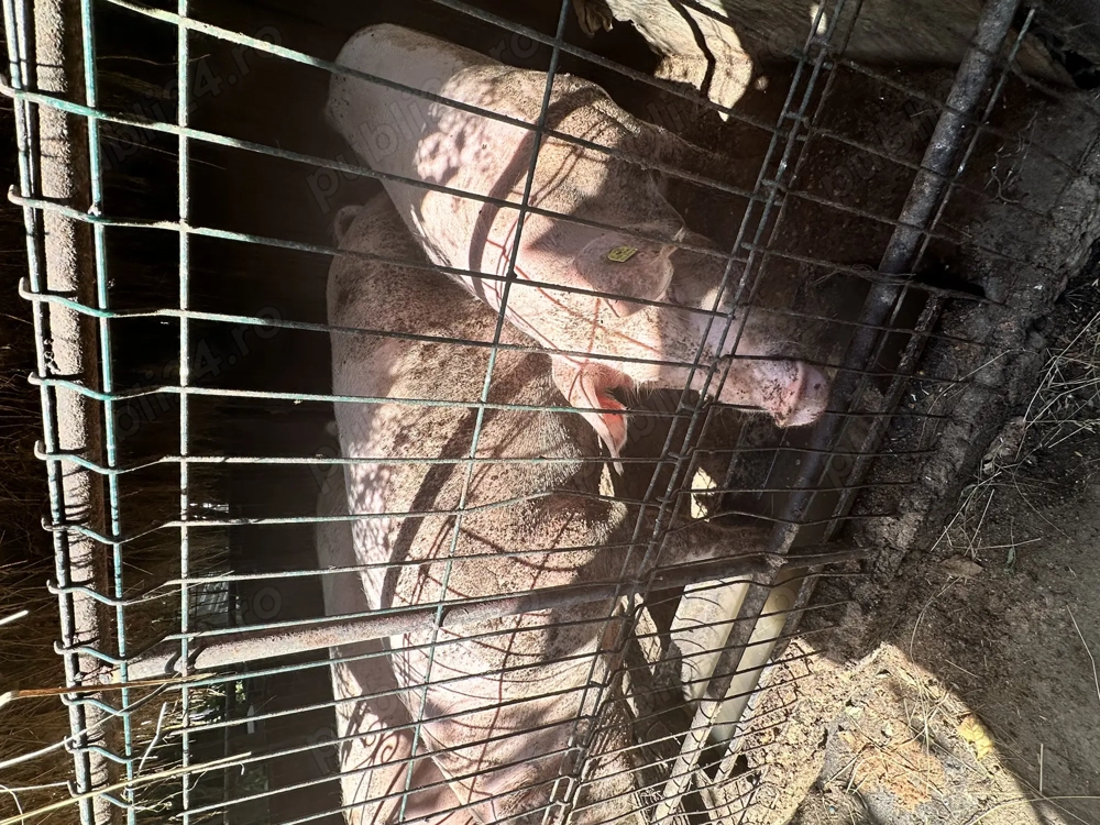 Vând porc Marele Alb 300 400 kg Vând porc Marele Alb 300 400 kg