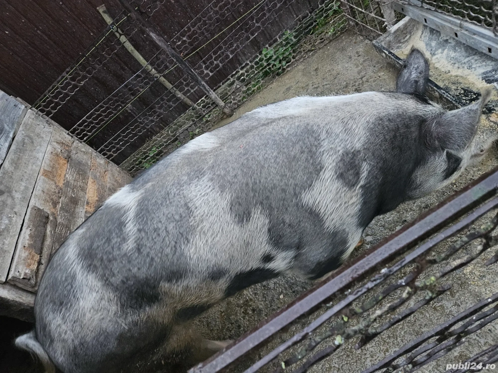 Vând porc rasa pietrain belgian.