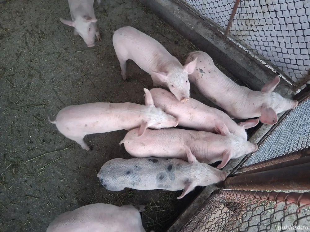 purcei rasă de carne