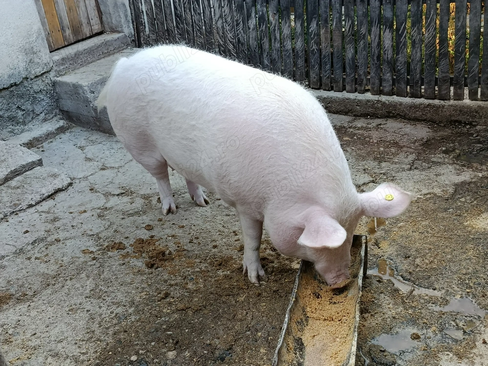 purcea de vanzare purcea de vanzare